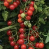 Candyland Red Tomato -Maximas Flower Shop 00156