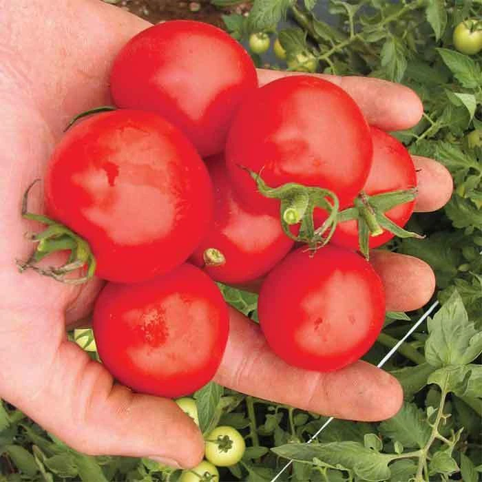 Mountain Magic Hybrid Tomato 3 Mountain Magic Hybrid Tomato