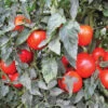 Mountain Merit Hybrid Tomato -Maximas Flower Shop 00497