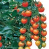 Sungold Hybrid Tomato 2 Sungold Hybrid Tomato -Maximas Flower Shop 00696