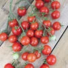 Sweet Million Hybrid Tomato -Maximas Flower Shop 00747 HV