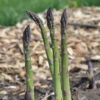 Mary Washington Asparagus -Maximas Flower Shop 01005 AH