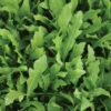 Wildfire® Arugula 1 Wildfire® Arugula -Maximas Flower Shop 01010 Arugula Wildfire