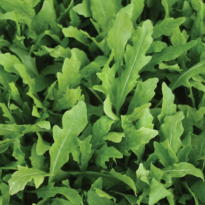 Wildfire® Arugula 3 Wildfire® Arugula