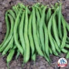 Derby Bush Bean -Maximas Flower Shop 01030 A