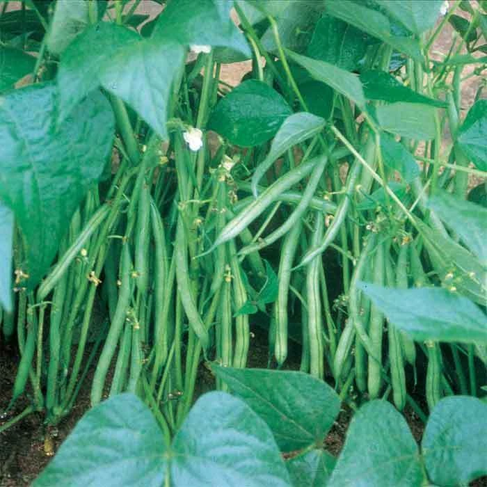 Masai Bush Bean 3 Masai Bush Bean