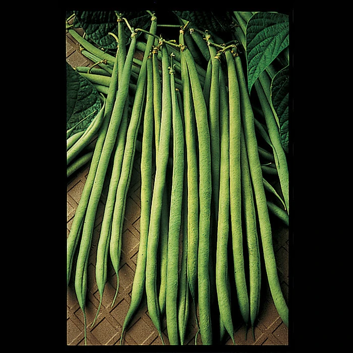 Maxibel Bush Bean 3 Maxibel Bush Bean