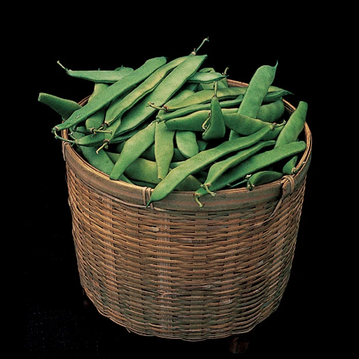 Roma II Italian Bush Bean 3 Roma II Italian Bush Bean