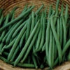 Annihilator Bush Bean 1 Annihilator Bush Bean -Maximas Flower Shop 01066