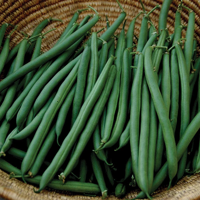 Annihilator Bush Bean 3 Annihilator Bush Bean