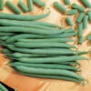 Top Crop Bush Bean 1 Top Crop Bush Bean -Maximas Flower Shop 01090