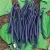 Velour Purple French Bush Bean 2 Velour Purple French Bush Bean -Maximas Flower Shop 01094