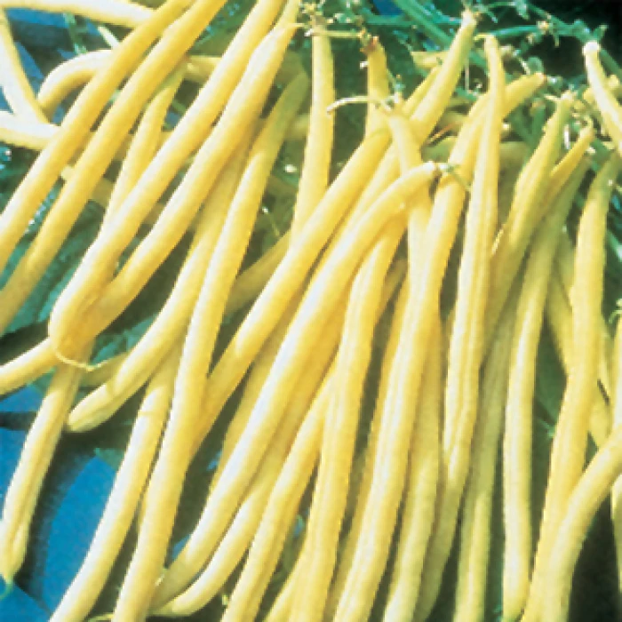 Rocdor Yellow Wax Bush Bean 3 Rocdor Yellow Wax Bush Bean