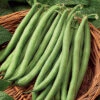 Blue Lake Fm1 Pole Bean 2 Blue Lake Fm1 Pole Bean -Maximas Flower Shop 01155