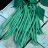 Fortex Filet Pole Bean 1 Fortex Filet Pole Bean -Maximas Flower Shop 01157