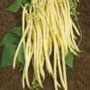 Monte Gusto Pole Bean -Maximas Flower Shop 01166
