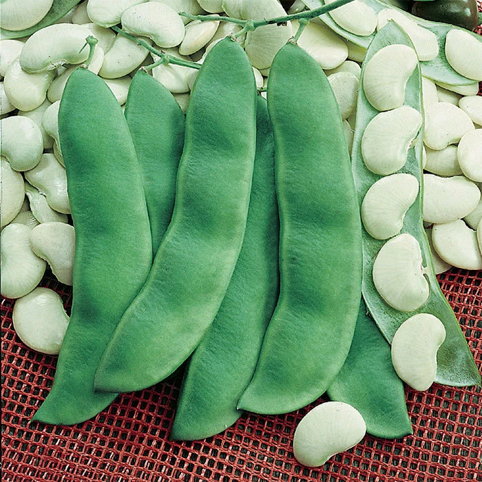 King Of The Garden Pole Lima Bean 3 King Of The Garden Pole Lima Bean