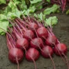 Bohan Hybrid Beet 1 Bohan Hybrid Beet -Maximas Flower Shop 01310