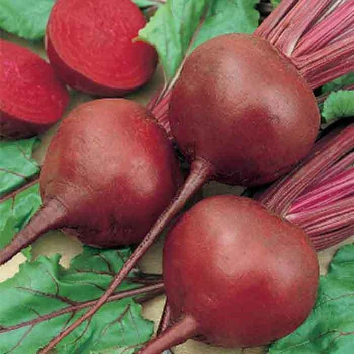 Red Cloud Hybrid Beet 3 Red Cloud Hybrid Beet
