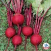 Ruby Queen Beet -Maximas Flower Shop 01360 AAS