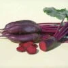Taunus Hybrid Beet 2 Taunus Hybrid Beet -Maximas Flower Shop 01366