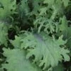 Bolshoi Red Russian Kale -Maximas Flower Shop 01404