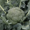 Godzilla Hybrid Broccoli -Maximas Flower Shop 01423a