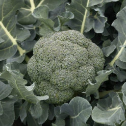 Godzilla Hybrid Broccoli