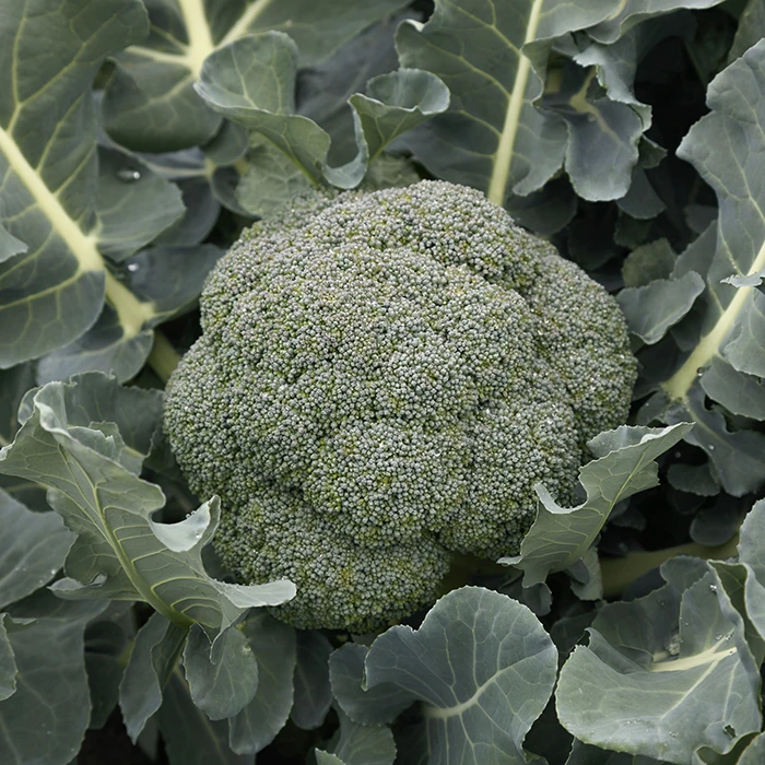 Godzilla Hybrid Broccoli 3 Godzilla Hybrid Broccoli