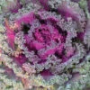 Rainbow Candy Crush Kale -Maximas Flower Shop 01456