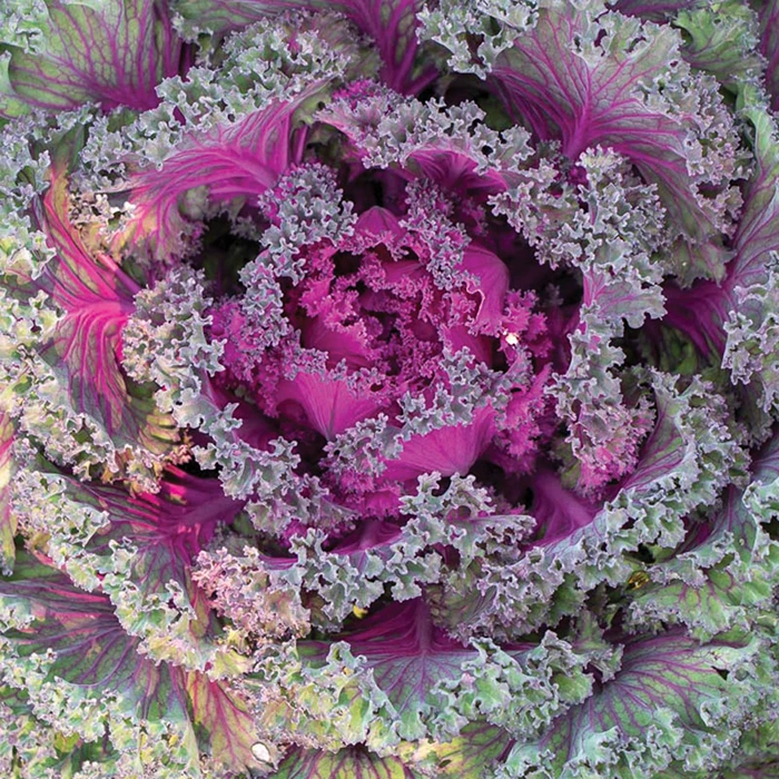 Rainbow Candy Crush Kale 3 Rainbow Candy Crush Kale