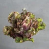 Autumn Star Kalettes®