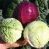 Cabbage Babies Triplet Hybrid -Maximas Flower Shop 01514