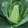 Caraflex Hybrid Cabbage 2 Caraflex Hybrid Cabbage -Maximas Flower Shop 01516