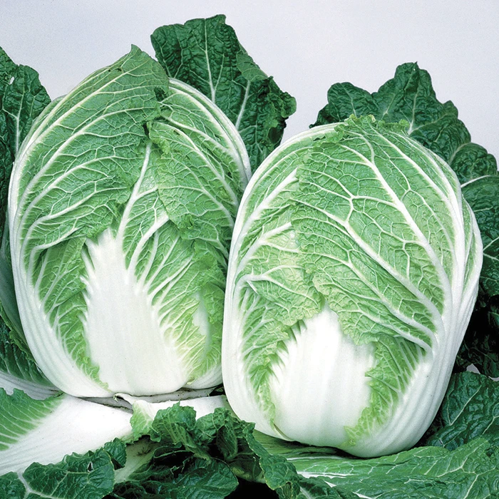 China Express Hybrid Chinese Cabbage 3 China Express Hybrid Chinese Cabbage