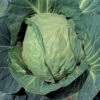 Danish Ballhead Cabbage -Maximas Flower Shop 01520