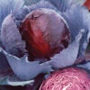 Red Express Cabbage -Maximas Flower Shop 01565