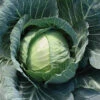 Primo Vantage Hybrid Cabbage 1 Primo Vantage Hybrid Cabbage -Maximas Flower Shop 01568CabbagePrimoVantage