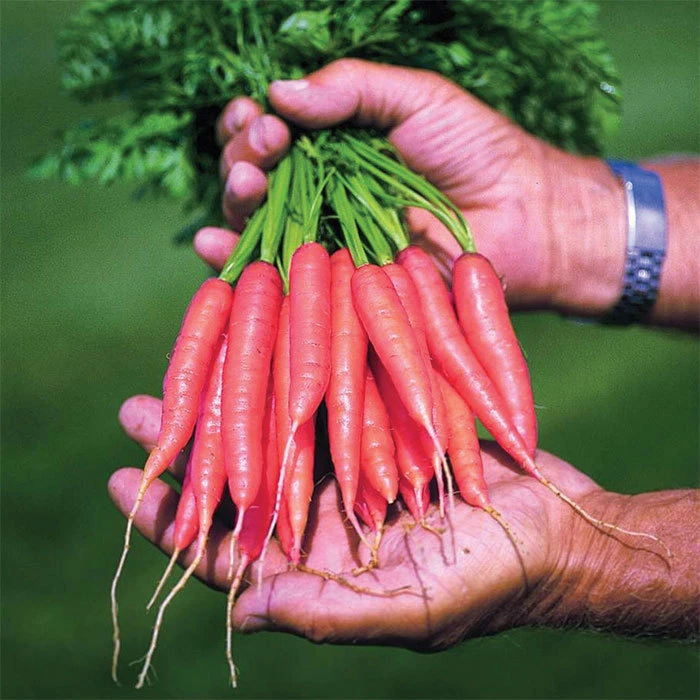 Adelaide Hybrid Carrot 3 Adelaide Hybrid Carrot