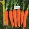 Baltimore Hybrid Carrot 2 Baltimore Hybrid Carrot -Maximas Flower Shop 01617