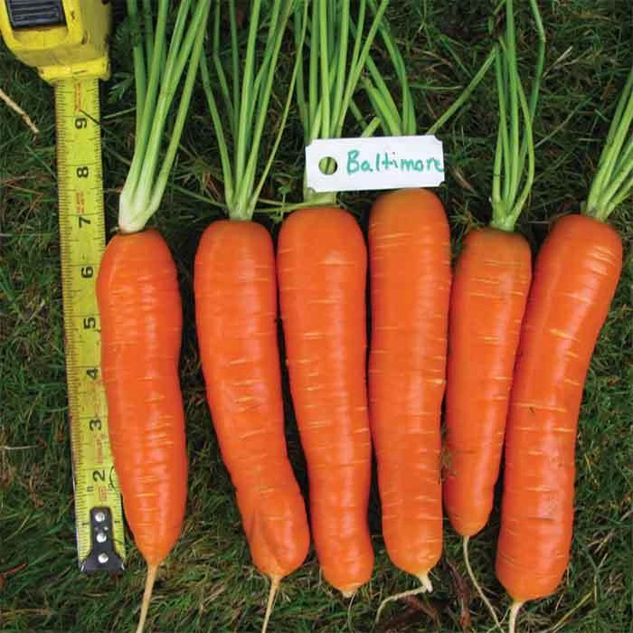 Baltimore Hybrid Carrot 3 Baltimore Hybrid Carrot