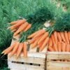 Bolero Hybrid Carrot -Maximas Flower Shop 01668