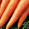 Red Cored Chantenay Carrot 2 Red Cored Chantenay Carrot -Maximas Flower Shop 01670