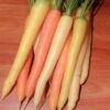 Rainbow Hybrid Carrot 1 Rainbow Hybrid Carrot -Maximas Flower Shop 01671