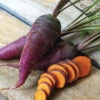 Dragon Carrot -Maximas Flower Shop 01672 AH