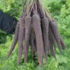 Purple Sun Hybrid Carrot -Maximas Flower Shop 01673