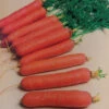 Nantes Or Coreless Carrot 2 Nantes Or Coreless Carrot -Maximas Flower Shop 01675