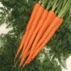 Sugarsnax 54 Hybrid Carrot -Maximas Flower Shop 01685