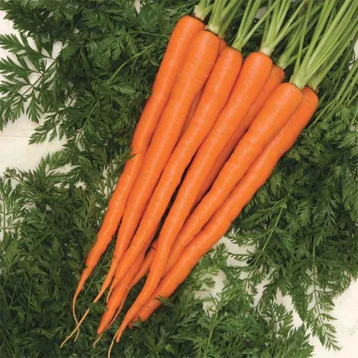 Sugarsnax 54 Hybrid Carrot 3 Sugarsnax 54 Hybrid Carrot