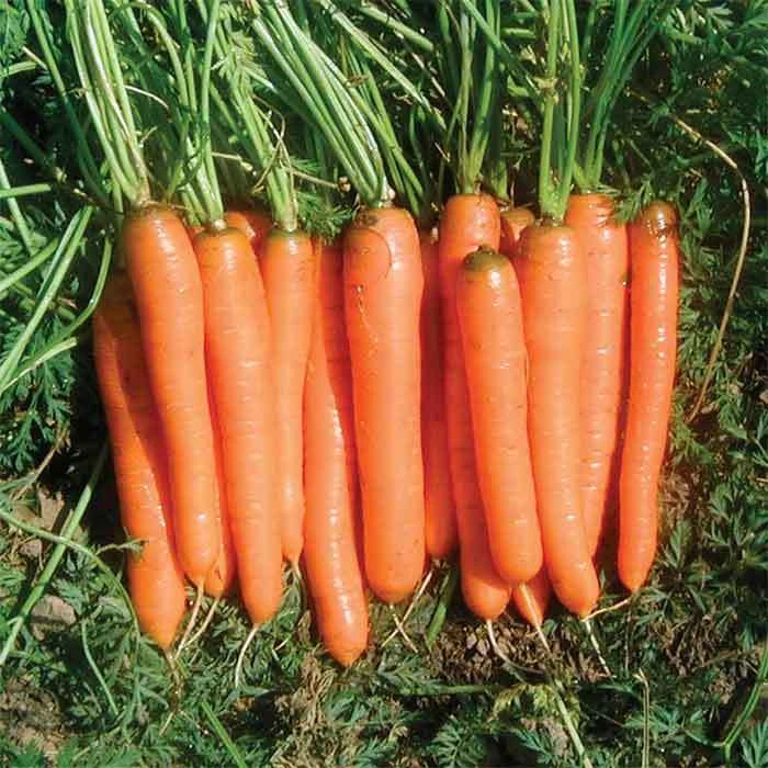 Yaya Hybrid Carrot 3 Yaya Hybrid Carrot